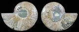 Polished Ammonite Pair - Agatized #51757-1